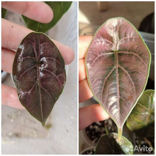 Детки алоказии Синуата и Азлани