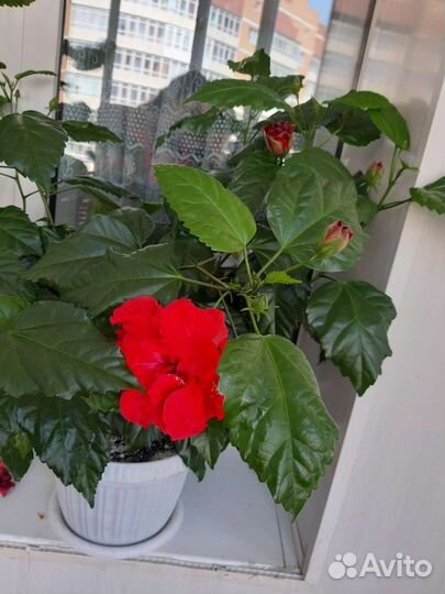 Китайская роза