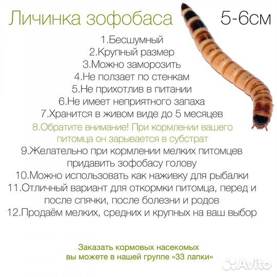 Кормовые насекомые