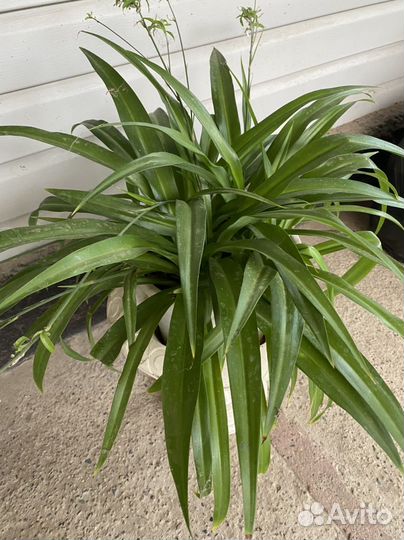 Хлорофитум