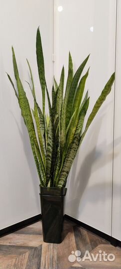 Сансивиерия