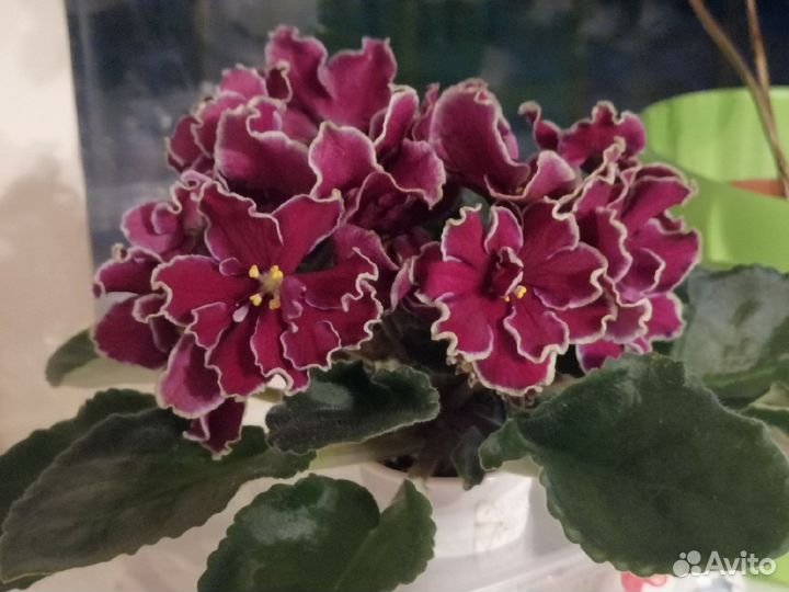 Фиалка сортовая