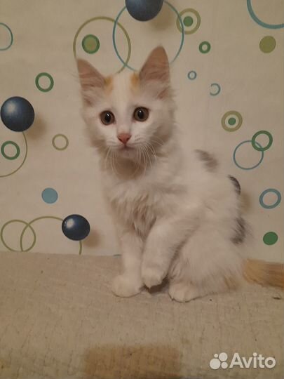 Котенок