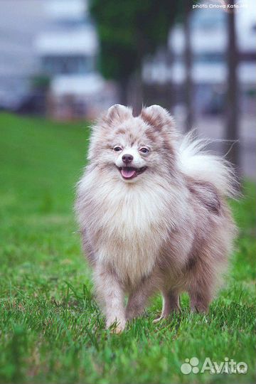 Инструктор по вязке, кобели на вязку