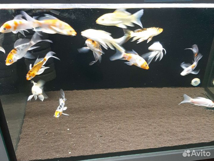 Карпы кои вуаль ассорти