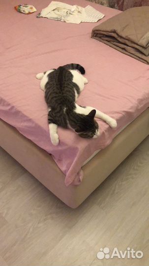 Котик