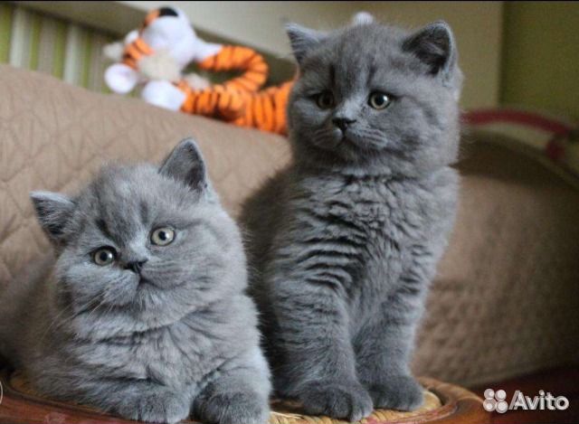 Британские голубые котята привиты