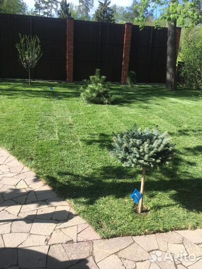 Укладка и продажа газона