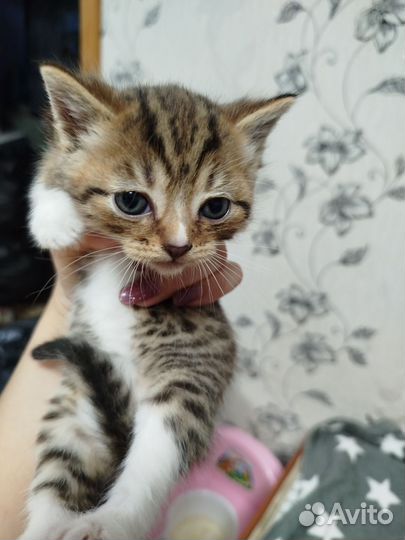 Отдам котят