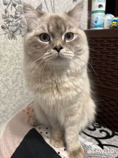 Отдам кота в добрые руки