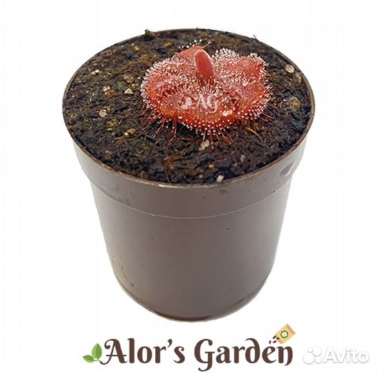 Росянка Burmannii 