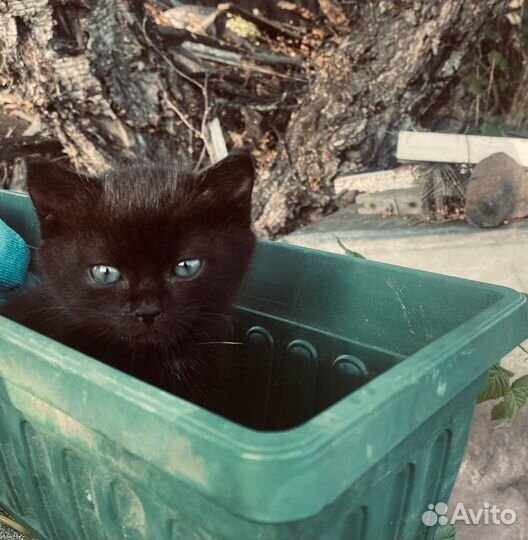 Отдам котенка