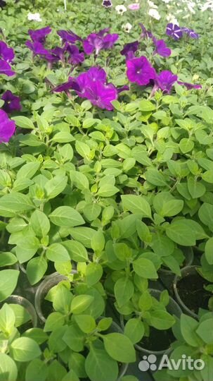 Черенки петунии опт и розница