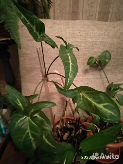 Комнатные растения