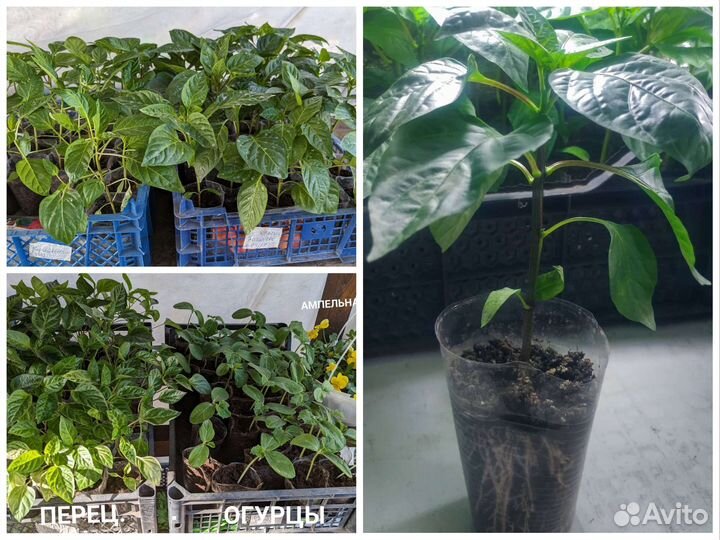 Рассада помидор, овощей и цветов