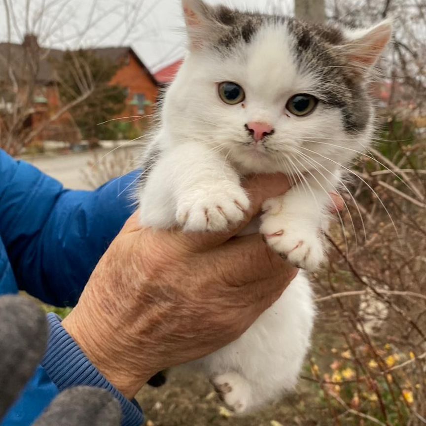 Милые котятки в добрые руки