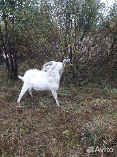 Козлик на племя
