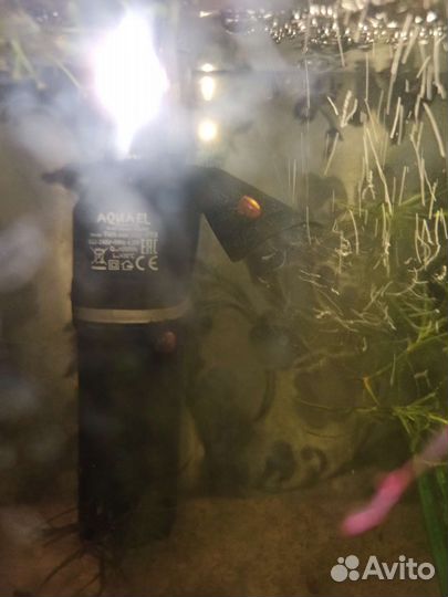 Улитки аквариумные ампулярии