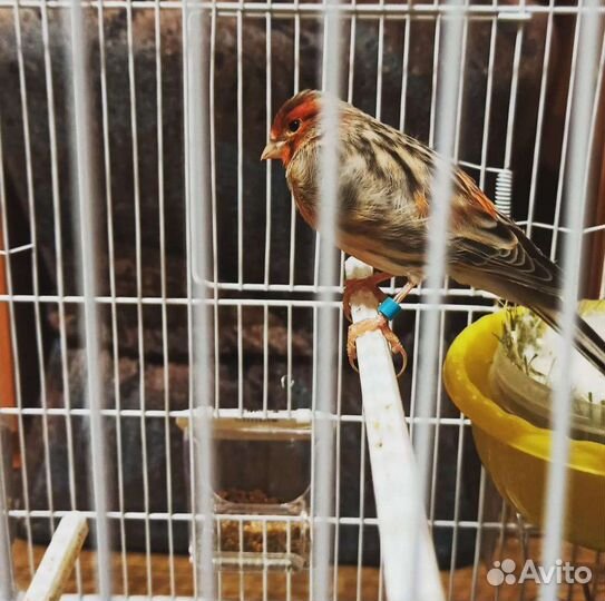 Певчий кенар