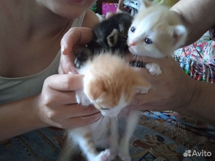 Котята в добрые руки мальчики