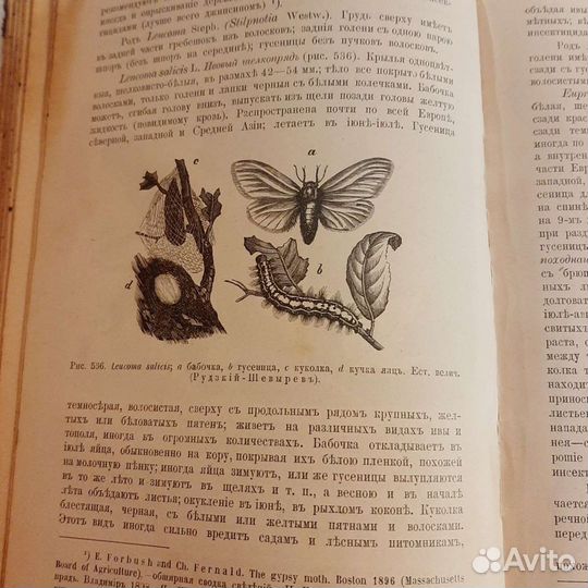 Курс энтомологии 1912 года