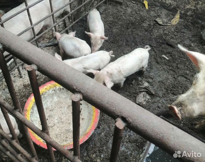 Поросята ландрас