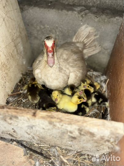 Утка с утятами