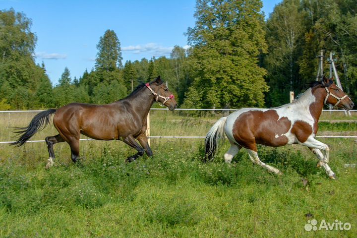 Электропастух