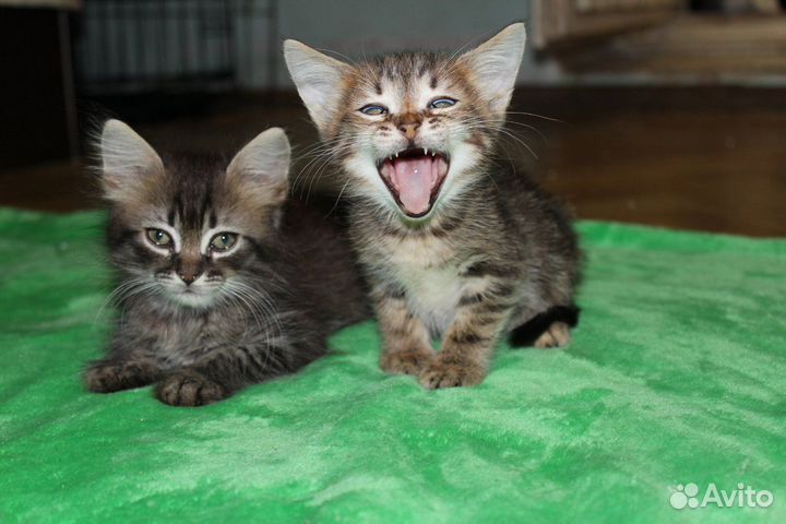 Котята ищут дом