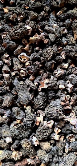 Гриб сморчок