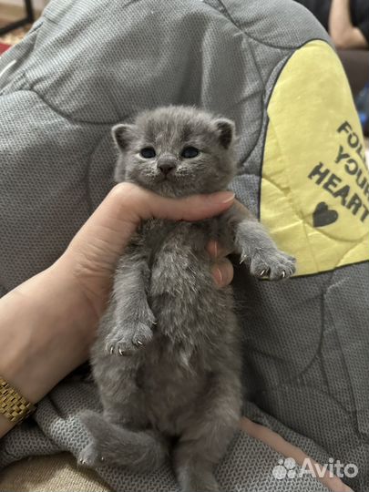 Британская