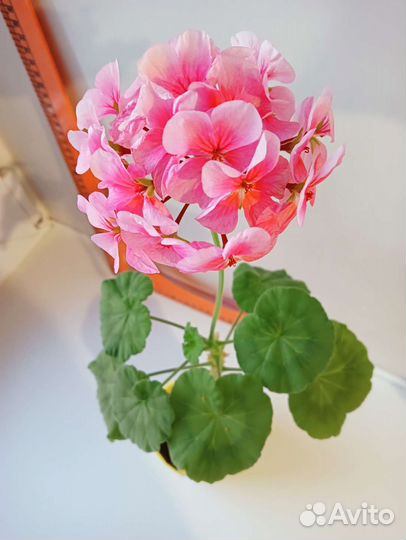 Пеларгония герань