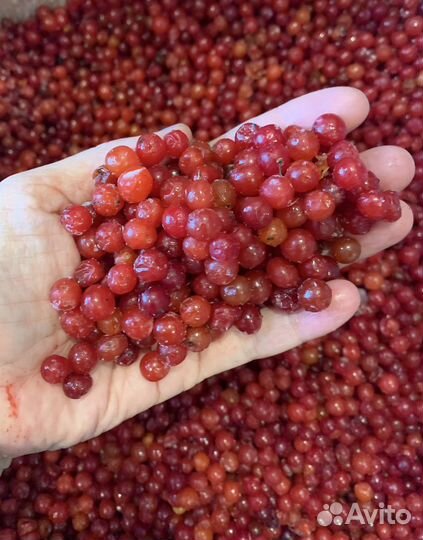 Ягода калина