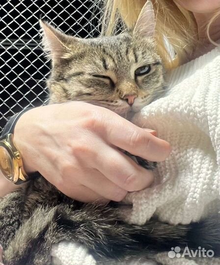 Красивая кошечка в Добрую семью