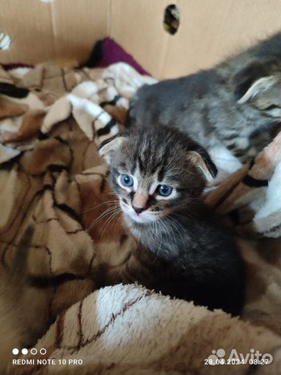 Отдам котят в добрые руки