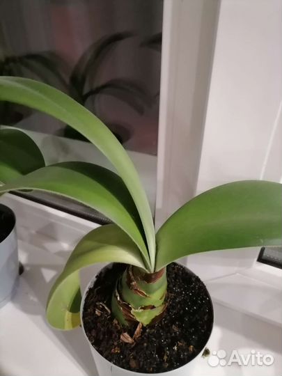 Цвяток Гемантус