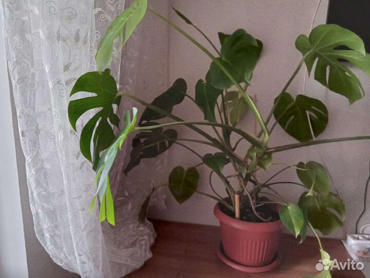 Цветок монстерра