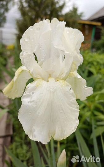 Ирисы бородатые сортовые