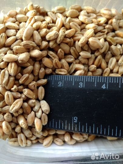 Зерно,пк, Жмых, Ракушка, Мел, Просо,Кукуруза