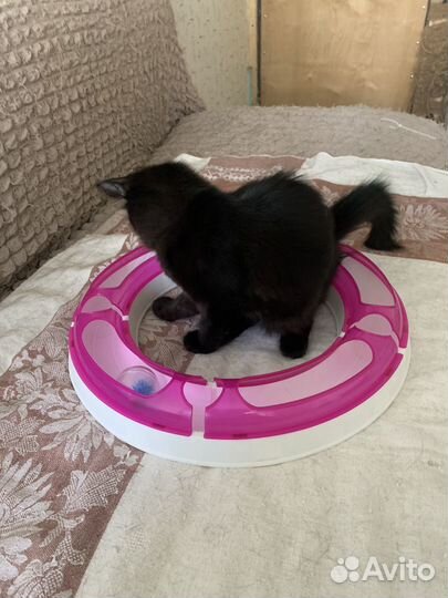 Сибирская кошечка(котёнок) в добрые руки