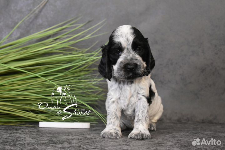 Английский кокер спаниель