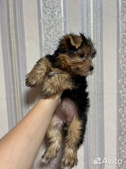 Йоркширский терьер Девочка