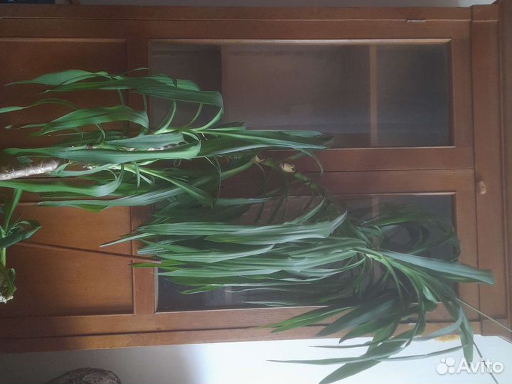 Пальма юкка 150 см