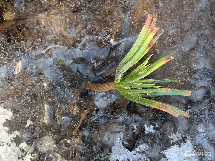 Кедр сибирский, европейский mix