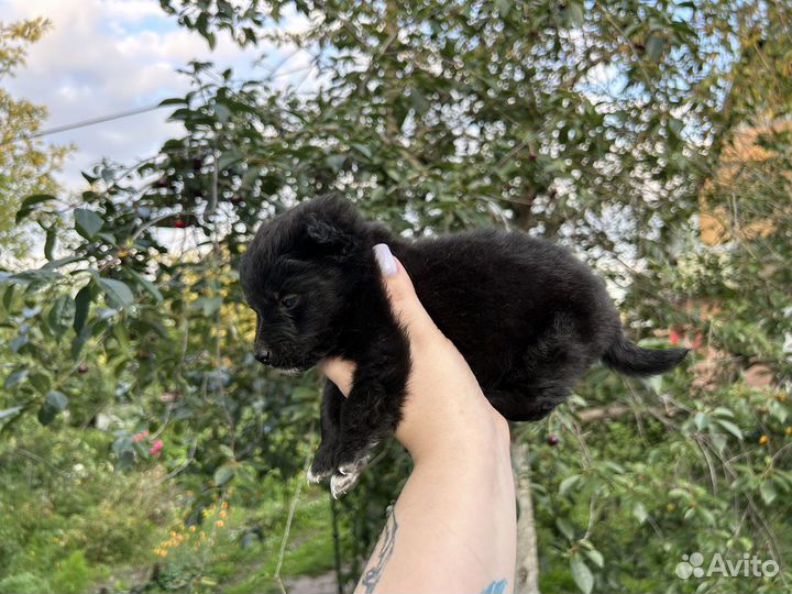 Собака в добрые руки щенок