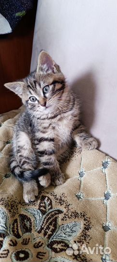 Котик в добрые руки