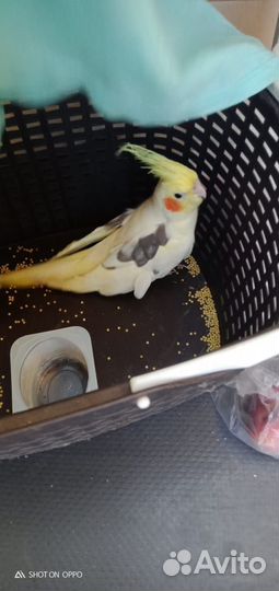 Ручной говорящий попугай