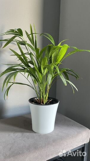 Пальма арека