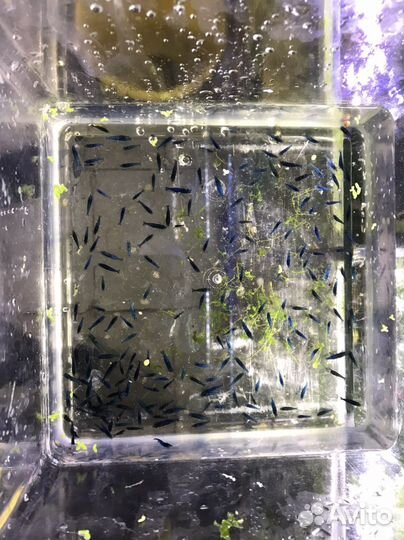 Карликовый оранжевый рак