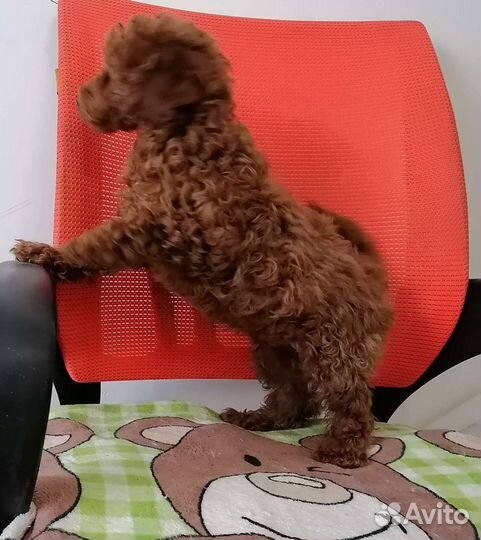 Мини пудельки